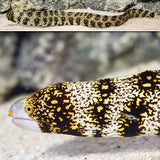 SNOWFLAKE EEL