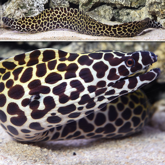 TESSELATA EEL