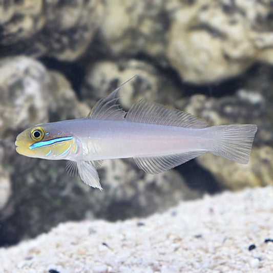 SLEEPER GOLD HEAD GOBY