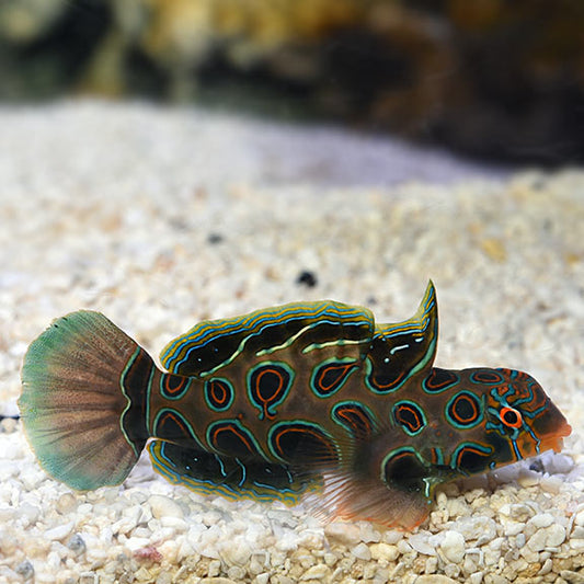 SPOTTED MANDARIN