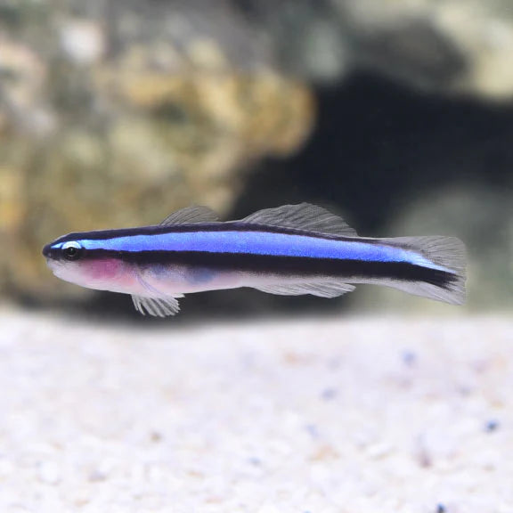 BLUE NEON GOBY
