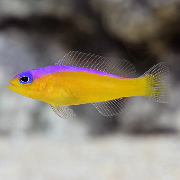 PURPLE STRIPE DOTTYBACK