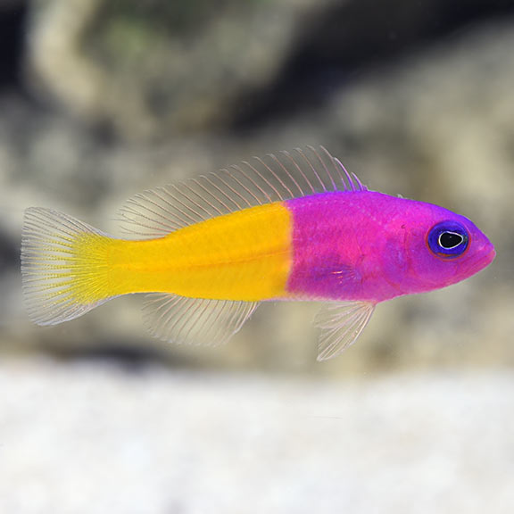 BICOLOR DOTTYBACK