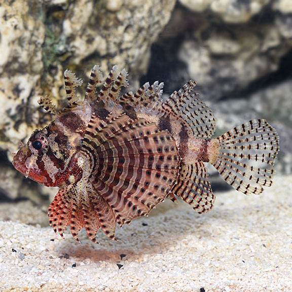 FUZZY DWARF LIONFISH