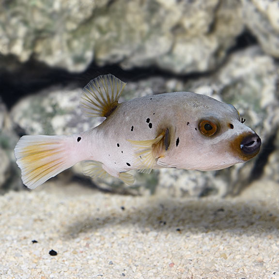 AROTHRON DOG FACE PUFFER