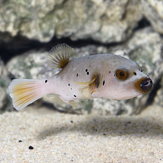 AROTHRON DOG FACE PUFFER