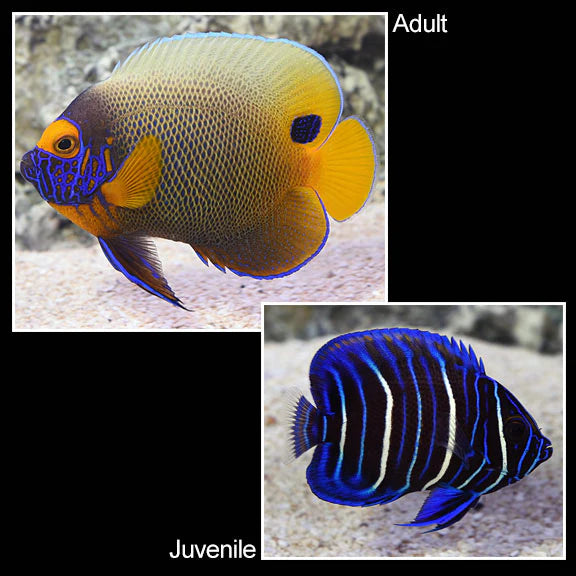 BLUEFACE ANGELFISH