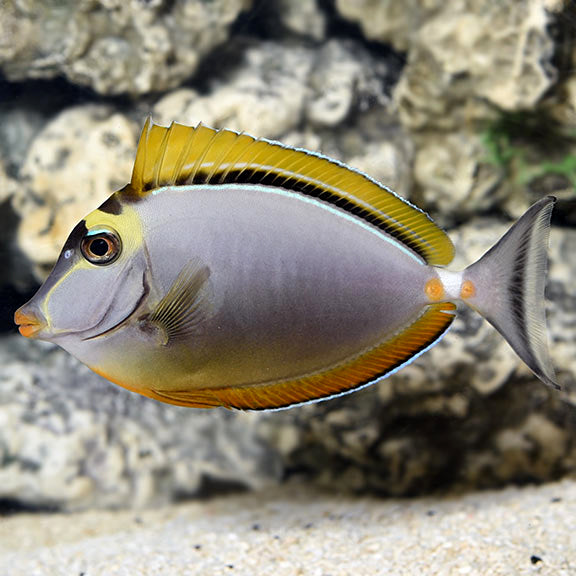 BLONDE NASO TANG