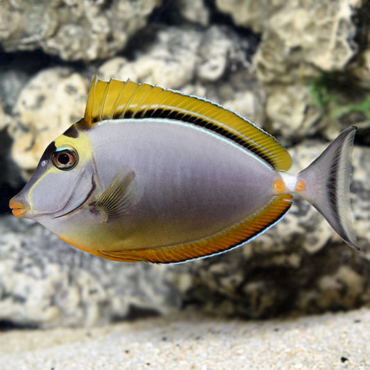 BLOND NASO TANG