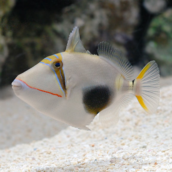 BLACKBELLY BURSA TRIGGERFISH