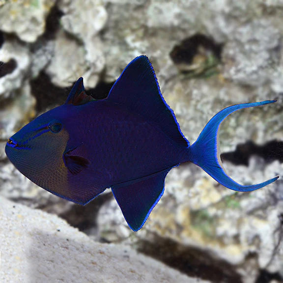 NIGER TRIGGERFISH