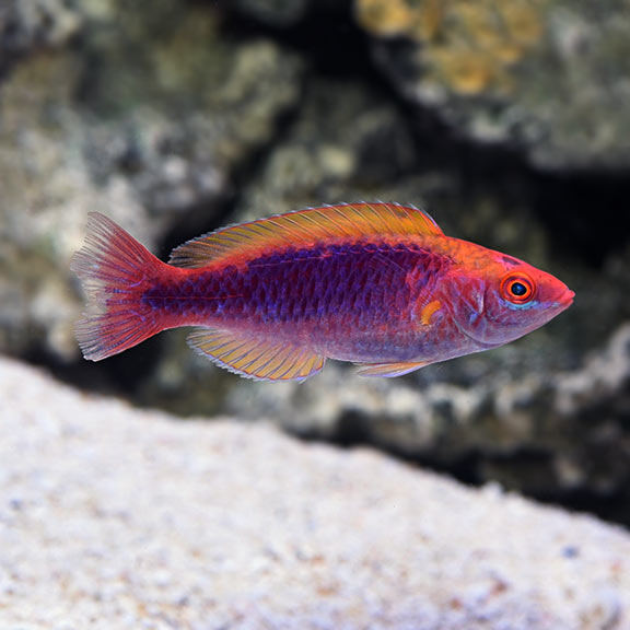 LUBBOCK'S WRASSE