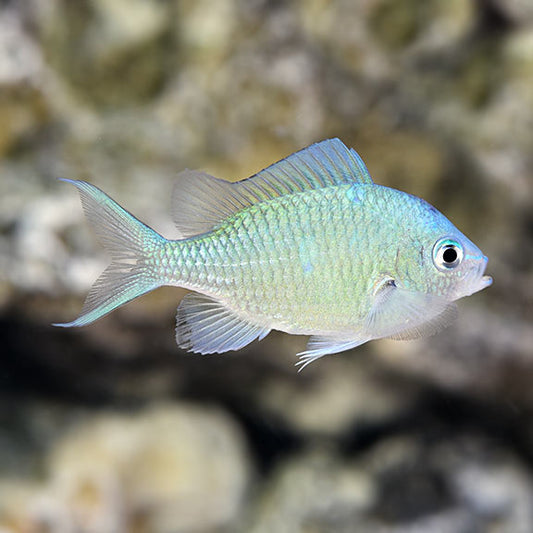 BLUE-GREEN CHROMIS - Red Sea