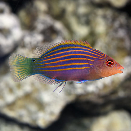 SIX LINE WRASSE