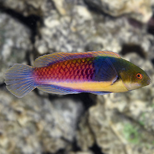 BLUESIDE WRASSE