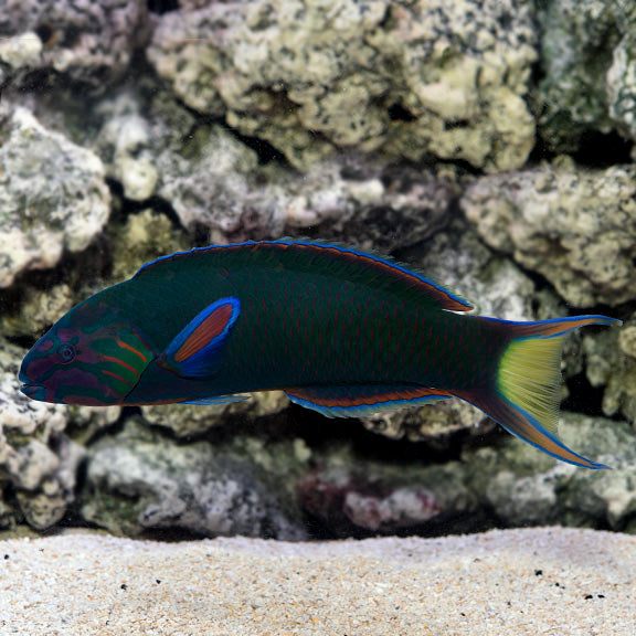 LYRETAIL WRASSE