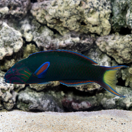 LYRETAIL WRASSE