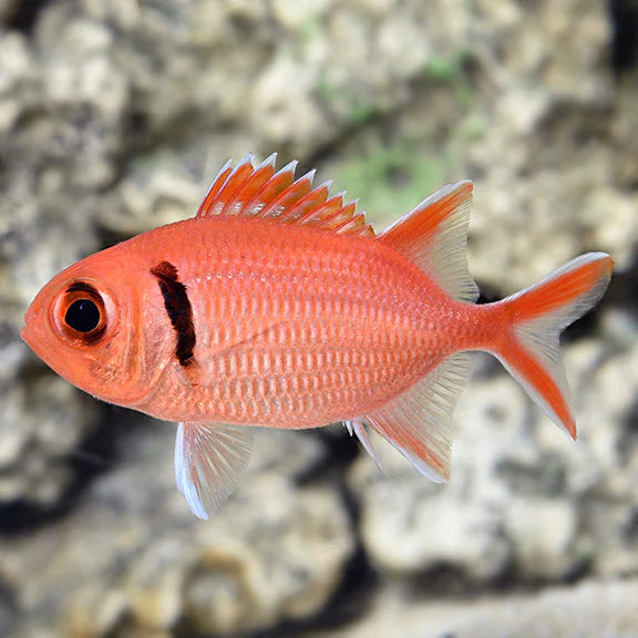 BIG EYE BLACK BAR SOLDIER FISH