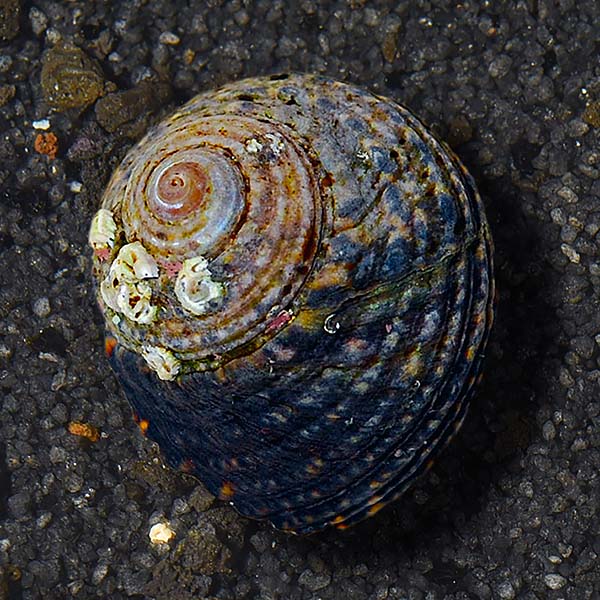 MARGARITA SNAIL