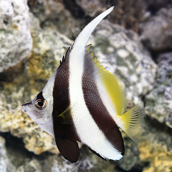 MASKED BANNERFISH
