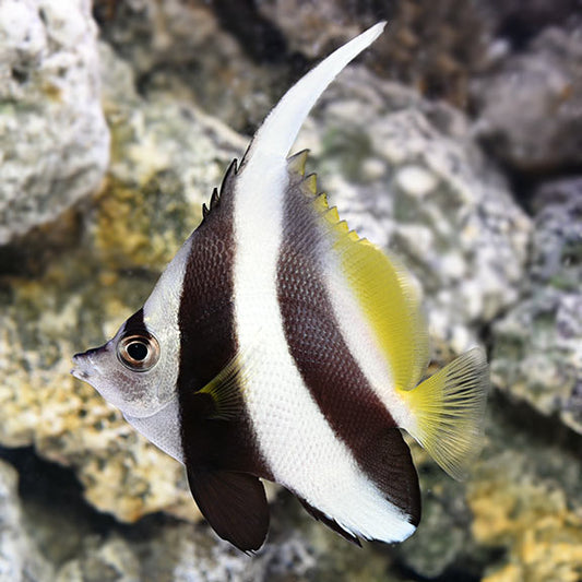 MASKED BANNERFISH