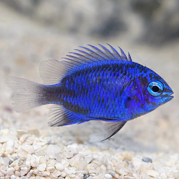 BLUE SAPPHIRE DAMSELFISH