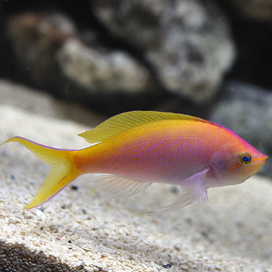 BARTLET ANTHIAS