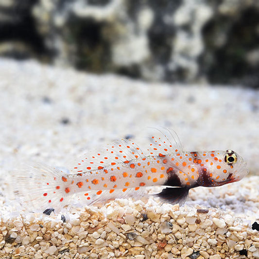 SPOTTED PRAWN GOBY