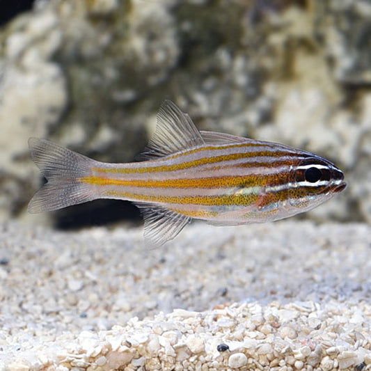 YELLOW STRIPED CARDINAL FISH