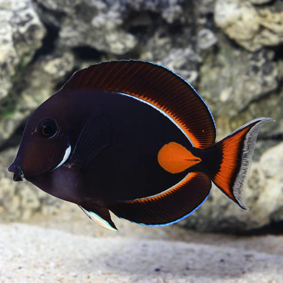 ACHILLES TANG