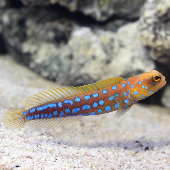 BLUE DOT JAWFISH
