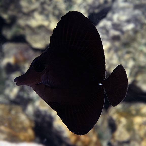 BLACK TANG - Christmas Island