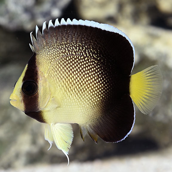 XANTHURUS CREAM ANGEL FISH