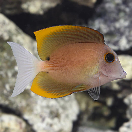 BRISTLETOOTH TOMINI TANG