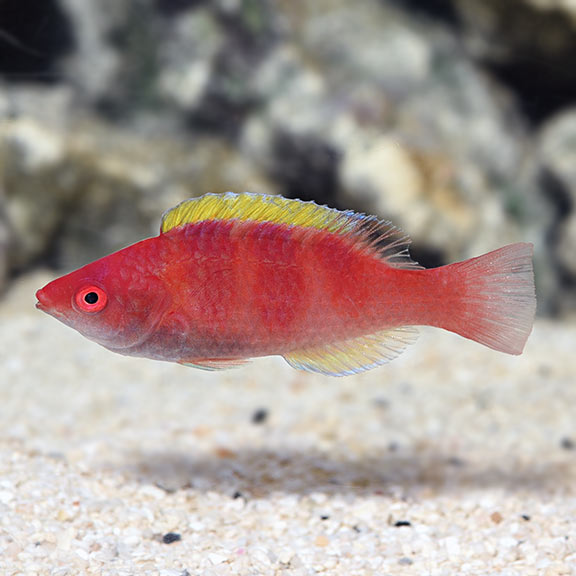 YELLOWFIN FAIRY WRASSE