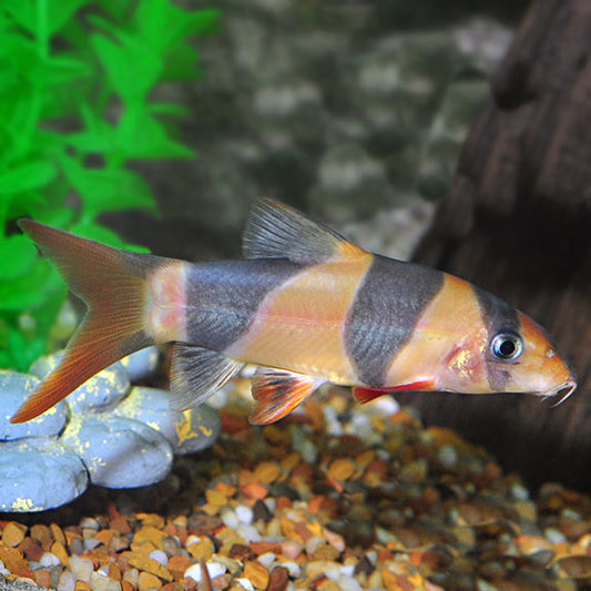 CLOWN LOACH
