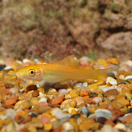 ALGAE EATER GOLDEN