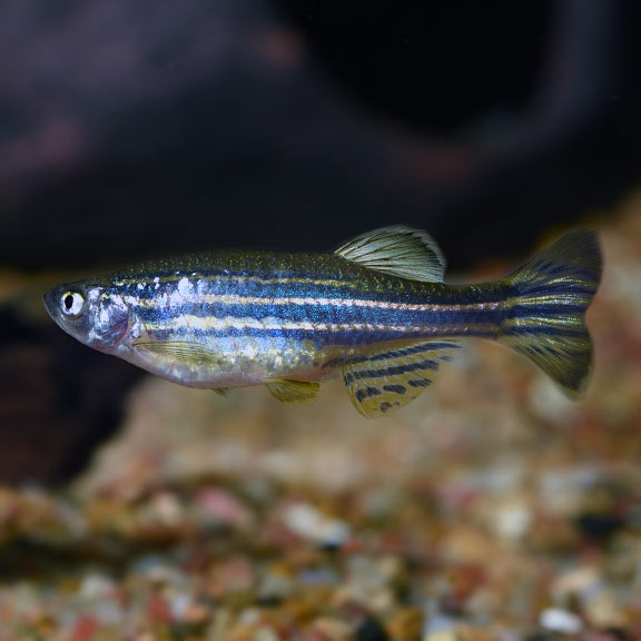 ZEBRA DANIO