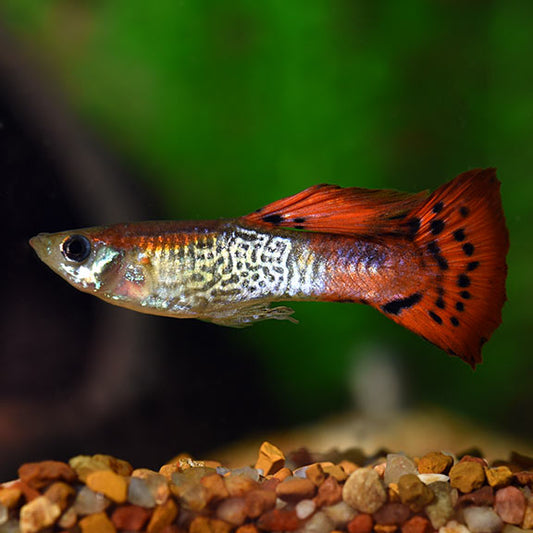 COBRA GUPPY MALE