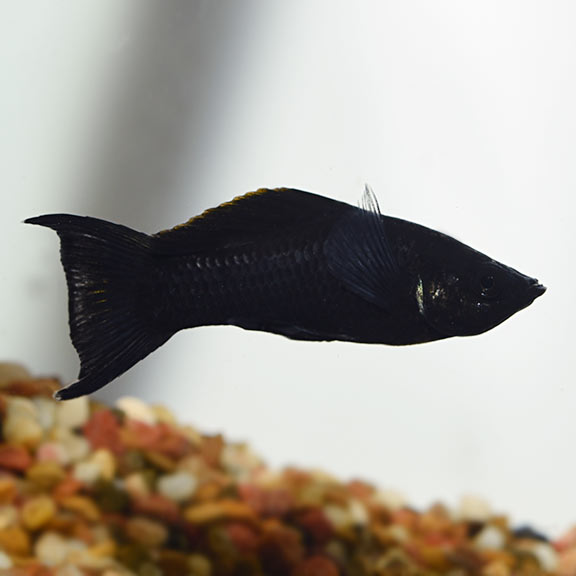 BLACK MOLLY LYRETAIL