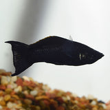 BLACK MOLLY LYRETAIL