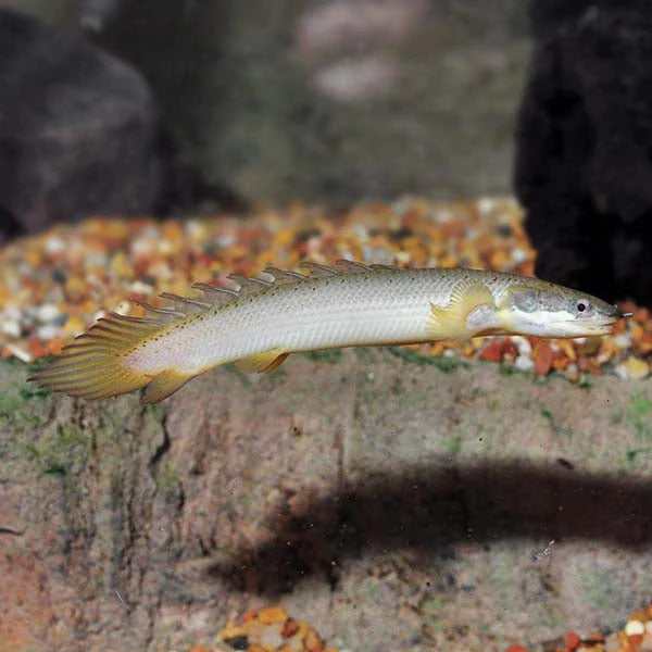 CUVIER BICHIR