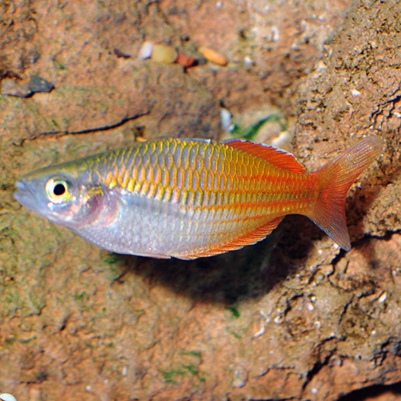 BOESEMANI RAINBOW