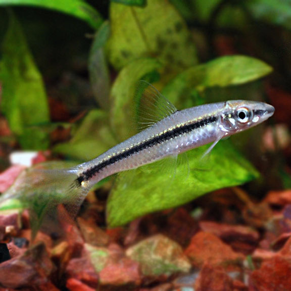 ALGAE EATER SIAMESE