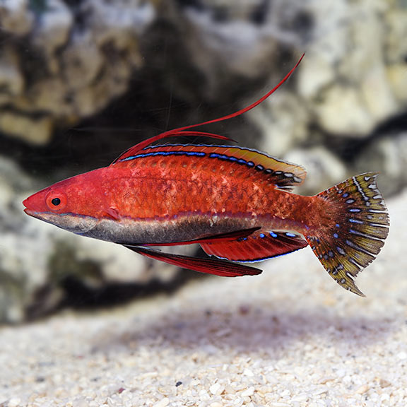 RUBY LONGFIN FAIRY WRASSE FISH