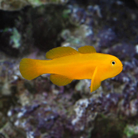 CLOWN GOBY YELLOW