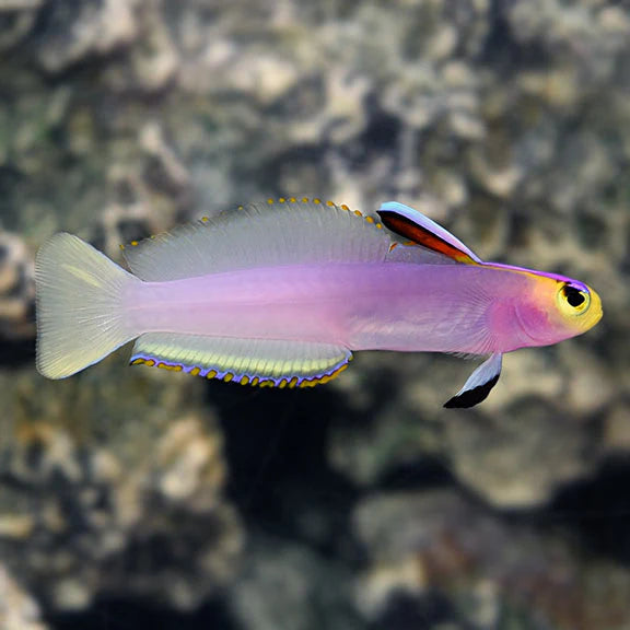HELFRICHI FIREFISH