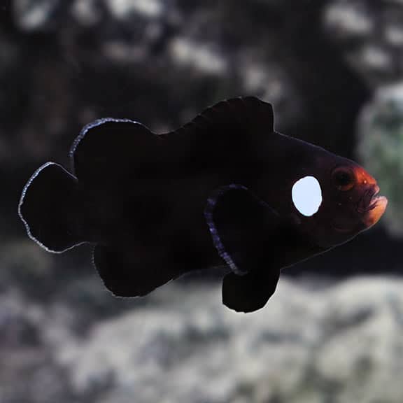 MIDNIGHT CLOWNFISH CAPTIVE BRED
