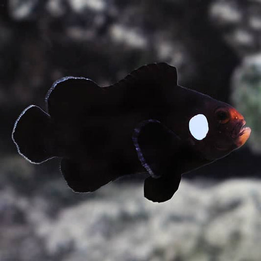 MIDNIGHT CLOWNFISH CAPTIVE BRED