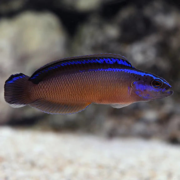 BLACK NEON DOTTYBACK
